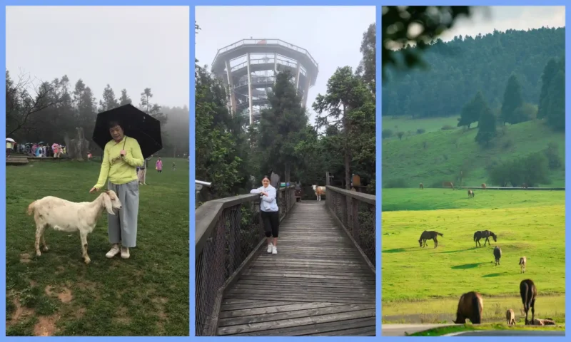 Horse riding, forest trails and open grasslands at Fairy Mountain