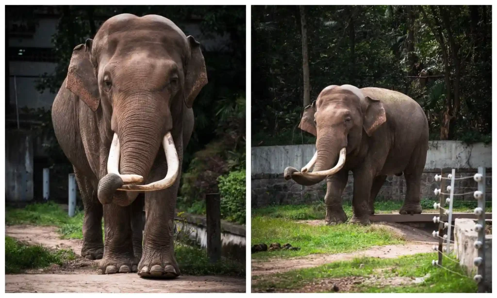 Front and side views of a long-tusked elephant standing in its outdoor enclosure at Chongqing Zoo.