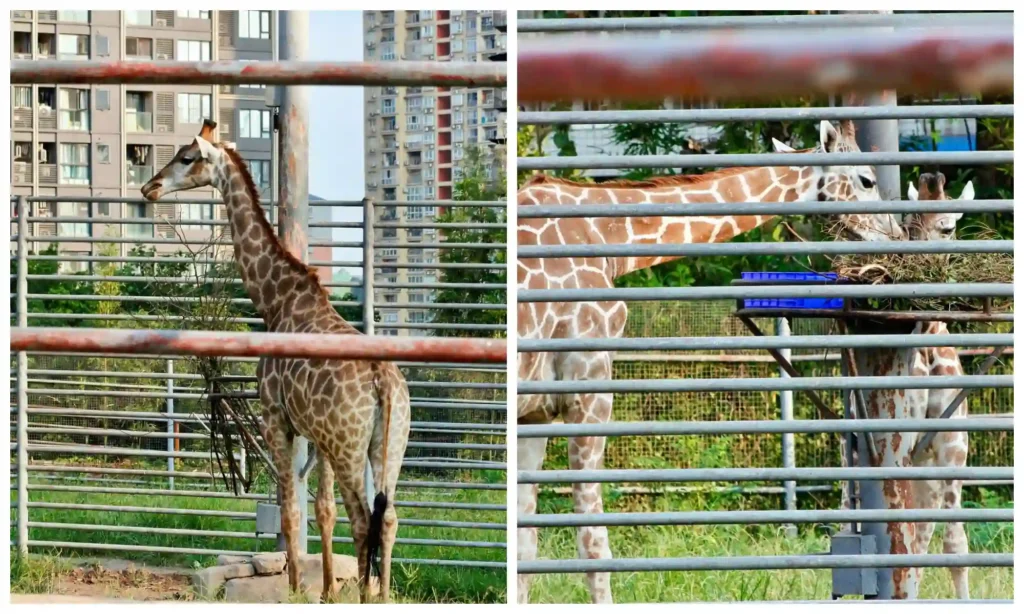 Chongqing Chongqing Zoo Guide: giraffes behind metal railings, with full-body and feeding station views.