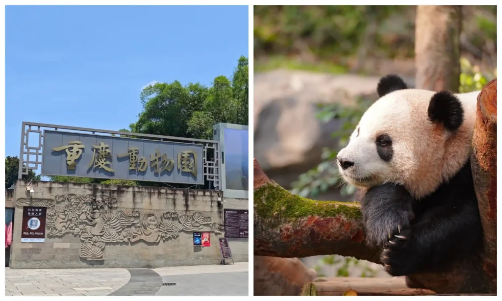 Zoo entrance and a giant panda resting against a tree, featured in the Chongqing Chongqing Zoo Guide.
