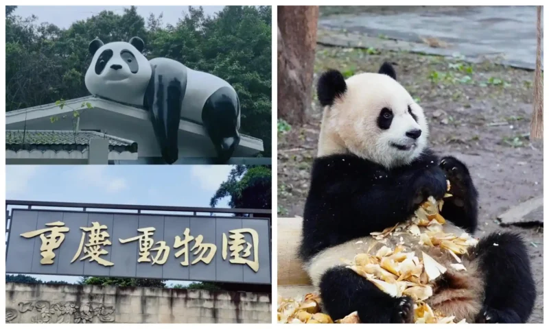 Chongqing Chongqing Zoo Guide: panda sculpture, zoo entrance sign and a giant panda eating bamboo.