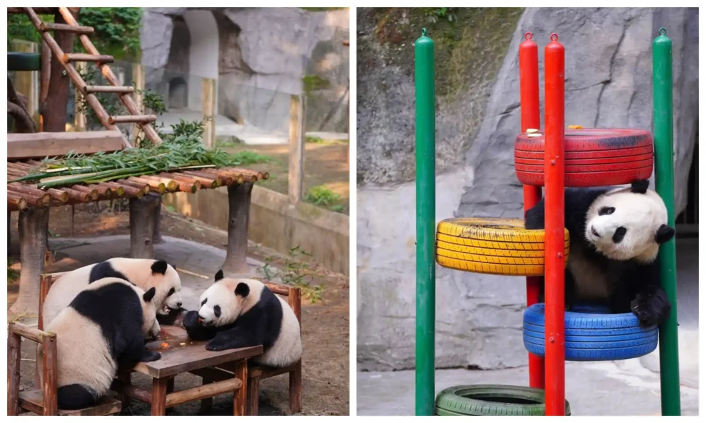 Giant pandas gathered around a wooden platform and resting on colorful tires in the Chongqing Chongqing Zoo Guide.