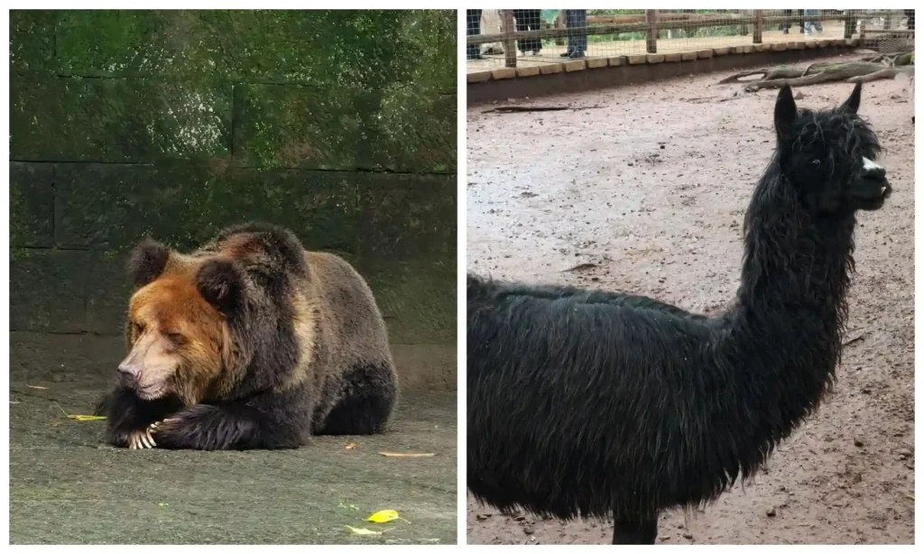 A brown bear resting on the ground and a black alpaca standing in an outdoor enclosure at Chongqing Zoo.