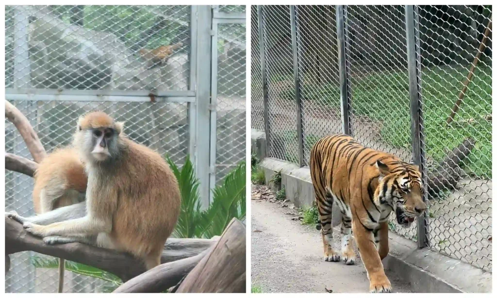 A primate sitting on a branch and a tiger walking beside a wire fence at Chongqing Zoo.