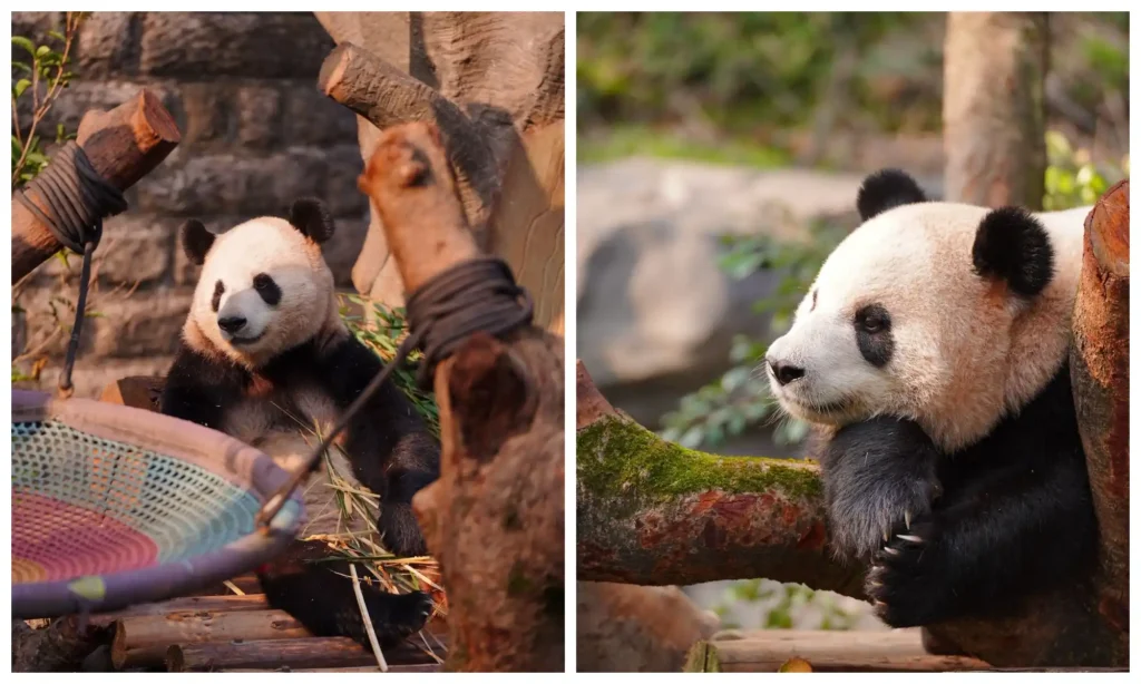 Giant pandas beside wooden climbing structures and resting against a tree trunk at Chongqing Zoo.